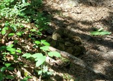 Rattlesnake north of Birch Run Shelter.  Courtesy dzolin8@gmail.com